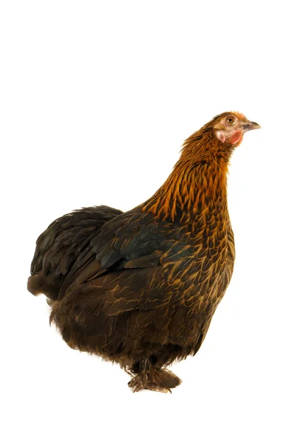Czarny kura — Zdjęcie stockowe