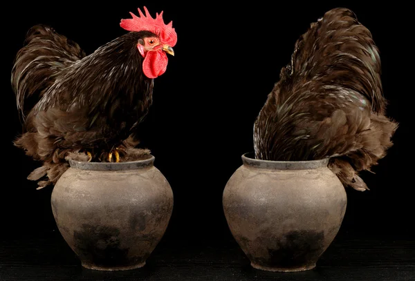 stock image Two cock