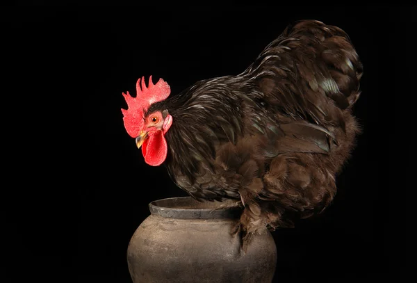 Stock image Cock