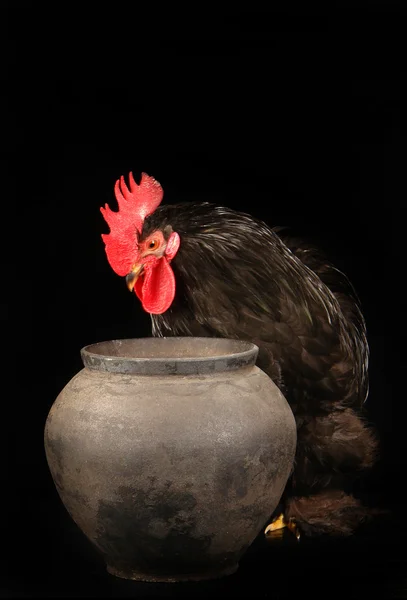 stock image Cock