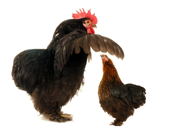 Black cock and hen — Stock Photo, Image