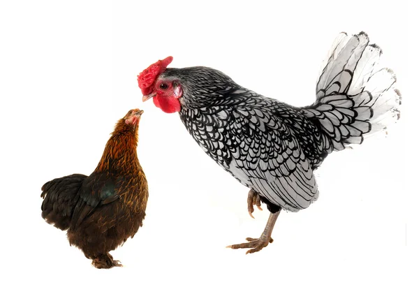 Gallina y polla — Foto de Stock