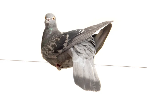 Güvercin — Stok fotoğraf
