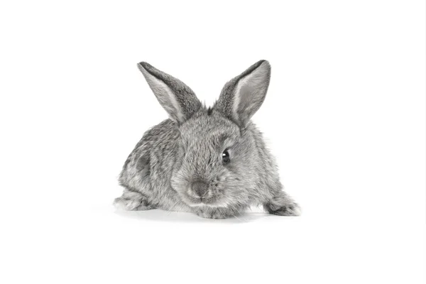 Grijze konijn — Stockfoto
