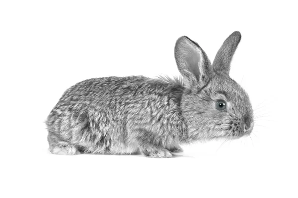 Szary królik — Zdjęcie stockowe