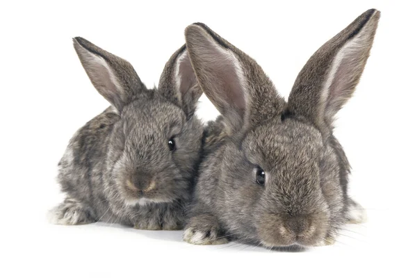 Grey rabbit — Stock Photo, Image