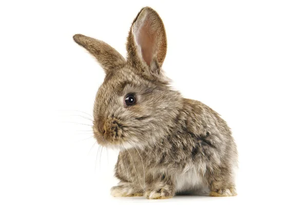 Bruin konijn — Stockfoto