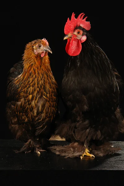 stock image Hen and cock