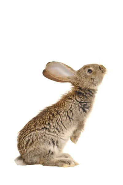 stock image Grey rabbit
