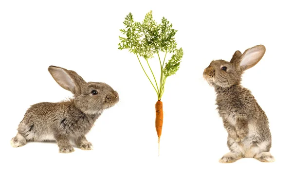 Grijze konijnen — Stockfoto