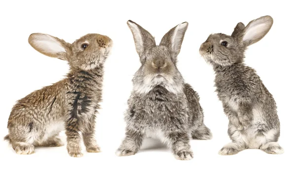 Òhree grey rabbit — Stock Photo, Image