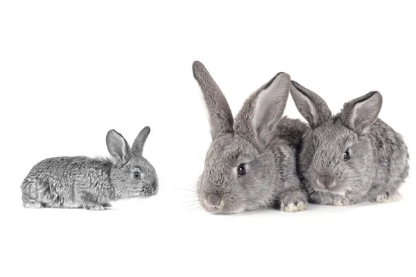 Grey rabbits — Stock Photo, Image