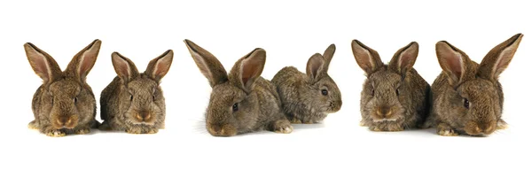 Seis coelhos cinzentos — Fotografia de Stock