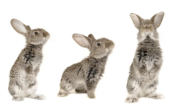 Três coelhos cinzentos — Fotografia de Stock