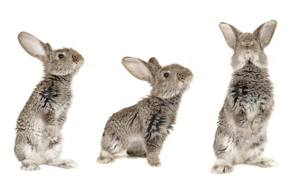 Three grey rabbit