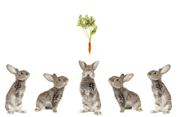 Fem grå kanin — Stockfoto