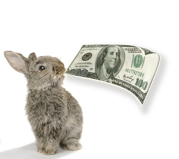 Rabbit with dollar — Stock Photo, Image