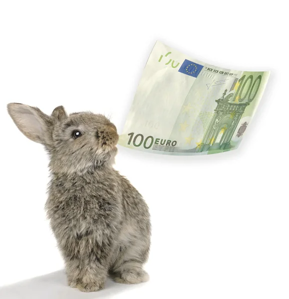 stock image Rabbit with euro