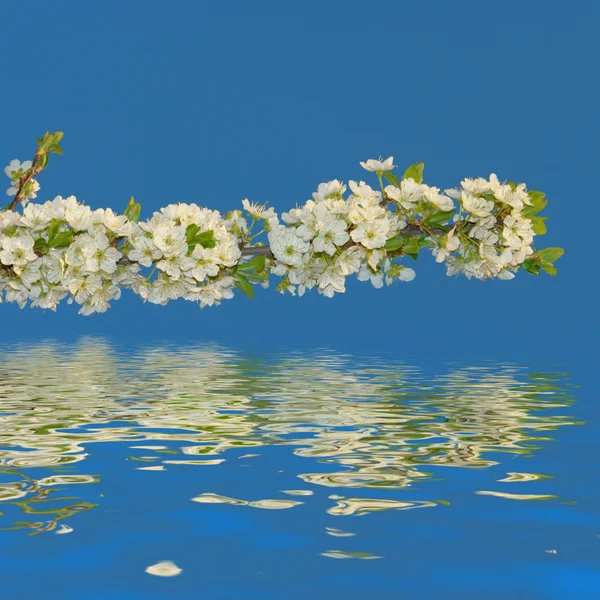 Flor de cereza — Foto de Stock