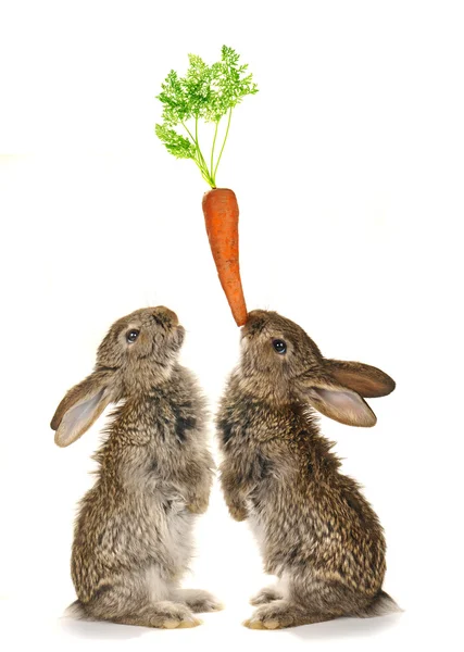 Två kanin — Stockfoto