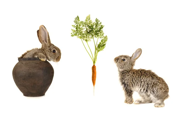 Grå kaniner — Stockfoto