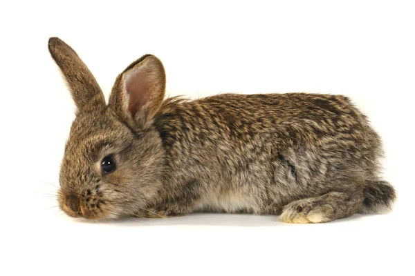 Hnědý králík — Stock fotografie