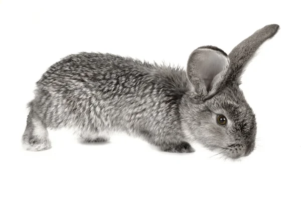 Coniglio grigio — Foto Stock