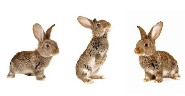 Tre conigli grigi — Foto Stock