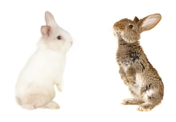 茶色と白のウサギ — ストック写真