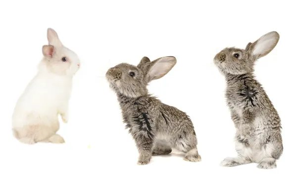 Üç gri tavşan — Stok fotoğraf