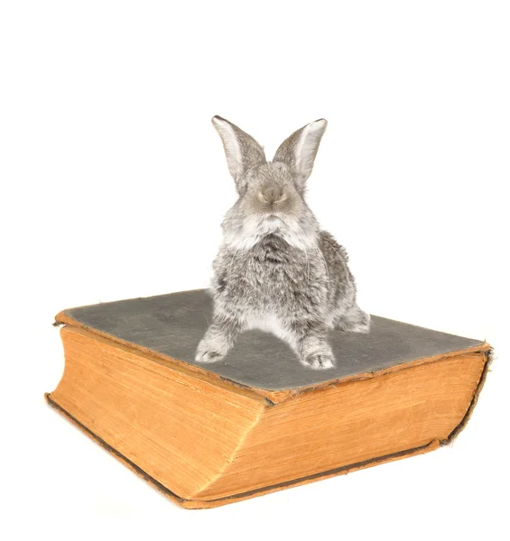 Kaninchen und altes Buch — Stockfoto