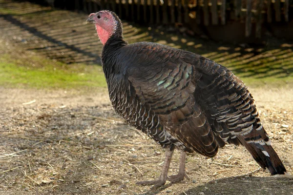 stock image Turkey-cock