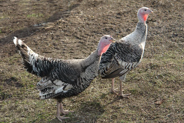 stock image Turkey-cock