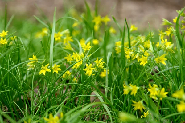 stock image Flowers