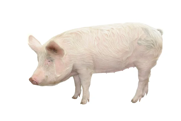 Cerdo, sobre un fondo blanco — Foto de Stock