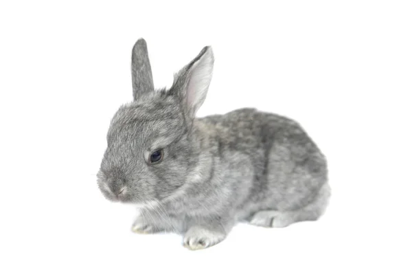 灰兔子 — 图库照片