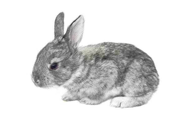 Piccolo coniglio grigio — Foto Stock