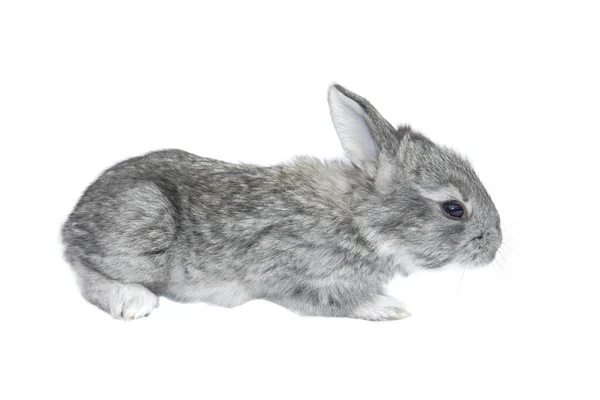 Piccolo coniglio grigio — Foto Stock