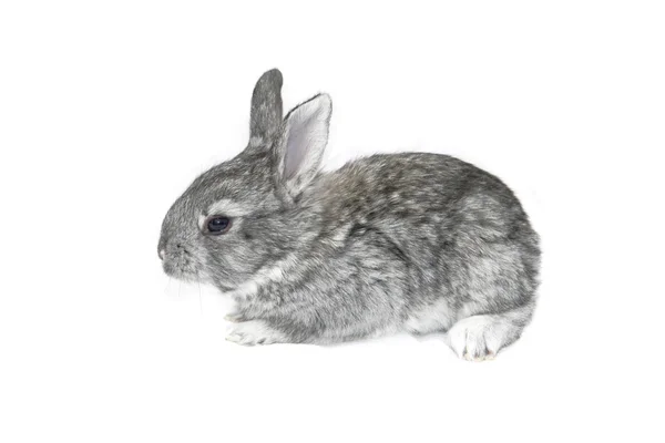 Conejo gris pequeño — Foto de Stock