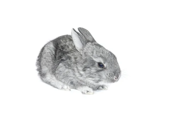 Grå liten kanin — Stockfoto