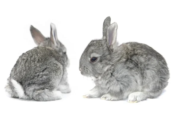Gri küçük tavşan — Stok fotoğraf