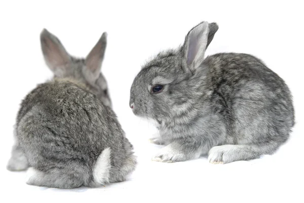 Conejo gris pequeño —  Fotos de Stock