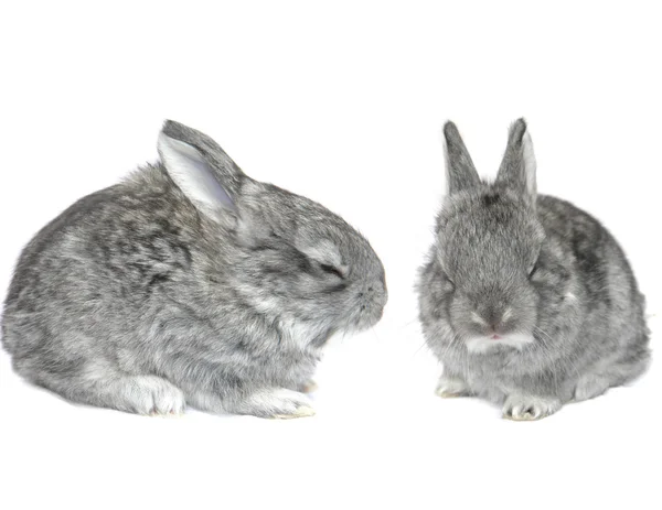 Spící šedý malý králík — Stock fotografie