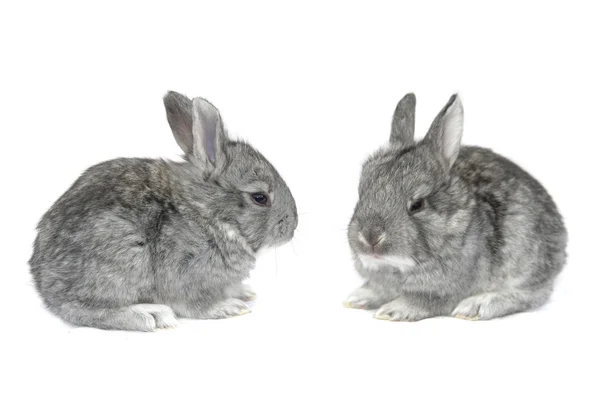 Grey small rabbit — Stock Photo, Image