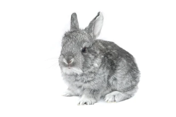 Grå liten kanin — Stockfoto