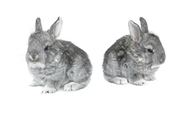 Gri küçük tavşan — Stok fotoğraf