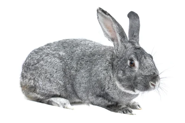 Серый большой кролик — стоковое фото