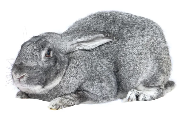 Conejo grande gris —  Fotos de Stock