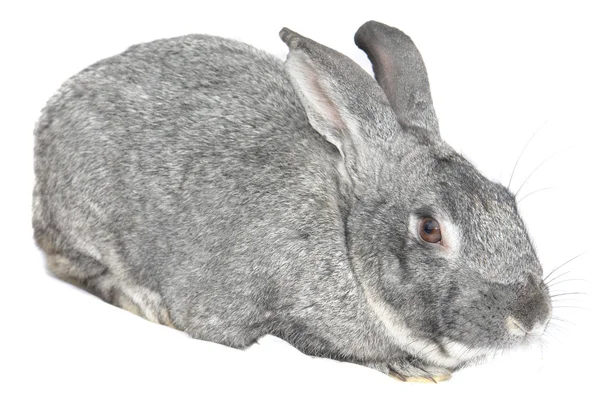 Grijze grote konijn — Stockfoto