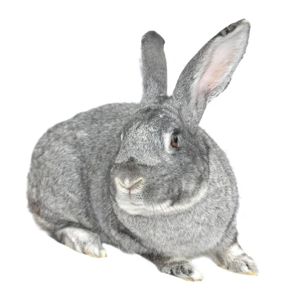 Šedá velký králík — Stock fotografie